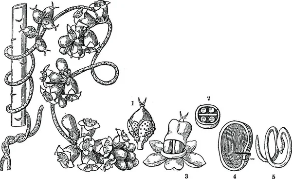 Dodder Illustration Vectorielle Simple Gravée — Image vectorielle