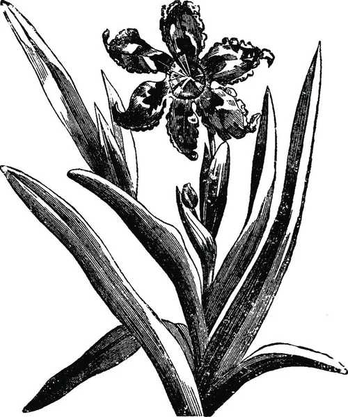 Floración Espiga Ferraria Undulata Iridaceae África Flores — Vector de stock