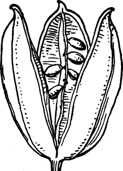 Illustration Vectorielle Simple Gravée Syncarpée — Image vectorielle