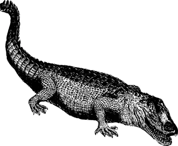 Krokodil Gegraveerde Eenvoudige Vectorillustratie — Stockvector