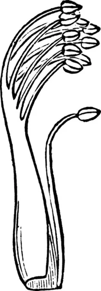 Lupin Illustration Vectorielle Simple Gravée — Image vectorielle