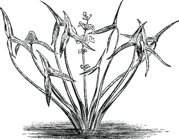 Arrowhead Engraved Simple Vector Illustration — Stock Vector