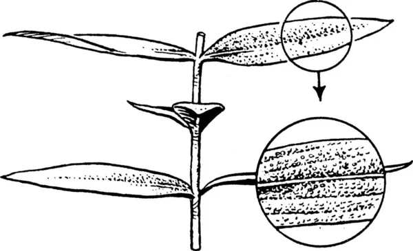 Hypericum Engraved Simple Vector Illustration — Stock Vector