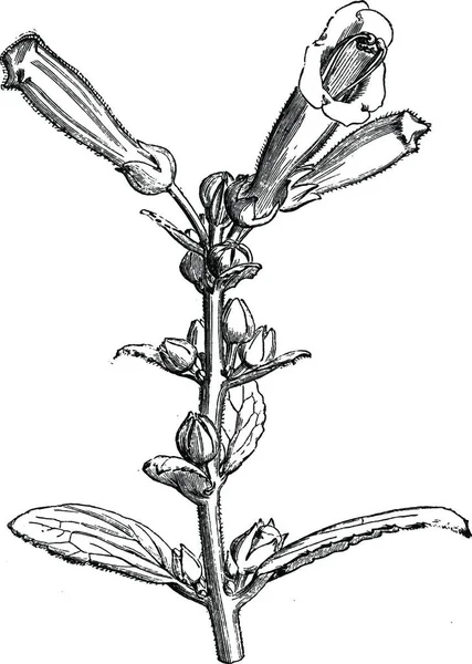 Цветущая Ветвь Gesnera Elliptica Lutea Винтажная Иллюстрация — стоковый вектор