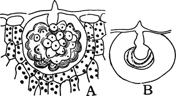 Cistolitos Ilustración Vectorial Simple Grabada — Archivo Imágenes Vectoriales