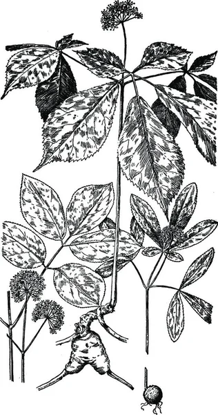 Ginseng Χαραγμένη Απλή Διανυσματική Απεικόνιση — Διανυσματικό Αρχείο