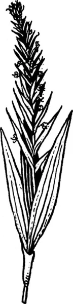 Habenaria 雕刻的简单矢量图解 — 图库矢量图片