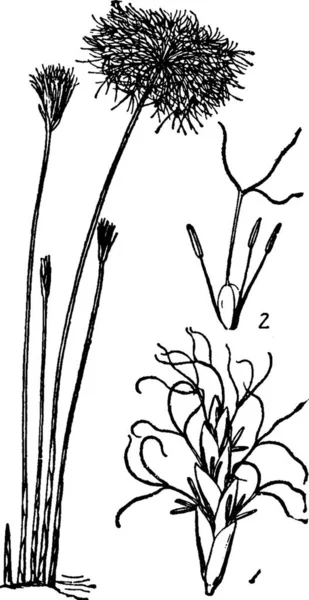 Cyperus 刻まれた単純なベクトル図 — ストックベクタ