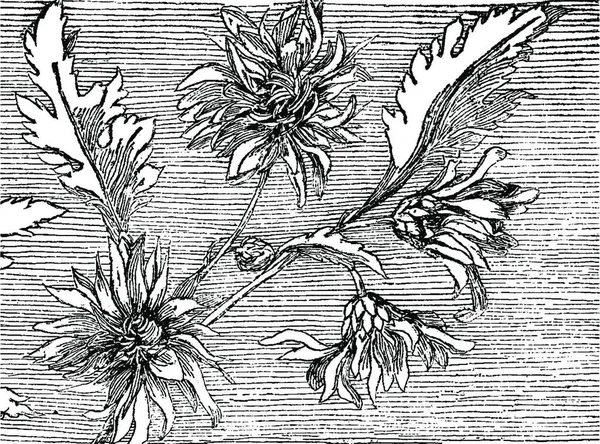 Λουλούδια Χαραγμένα Απλή Διανυσματική Απεικόνιση — Διανυσματικό Αρχείο
