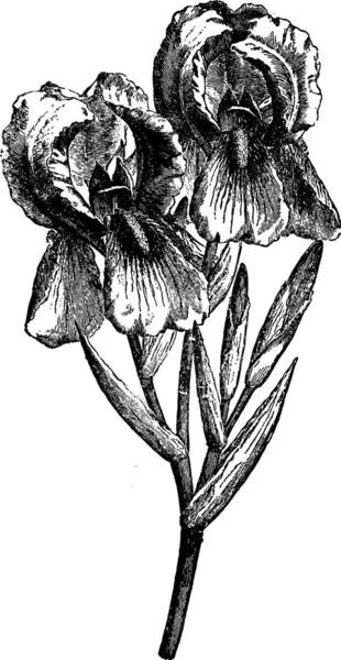 Iris Ilustración Vectorial Simple Grabada — Archivo Imágenes Vectoriales