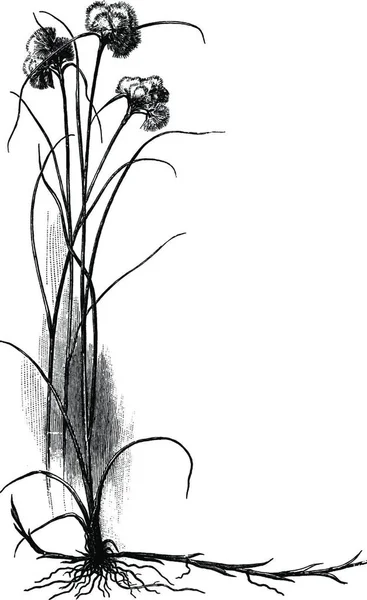 Cottongrass Gravada Ilustração Vetorial Simples — Vetor de Stock