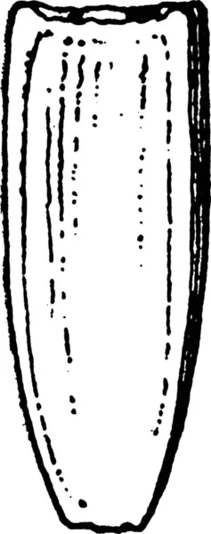 Akenes Illustration Vectorielle Simple Gravée — Image vectorielle