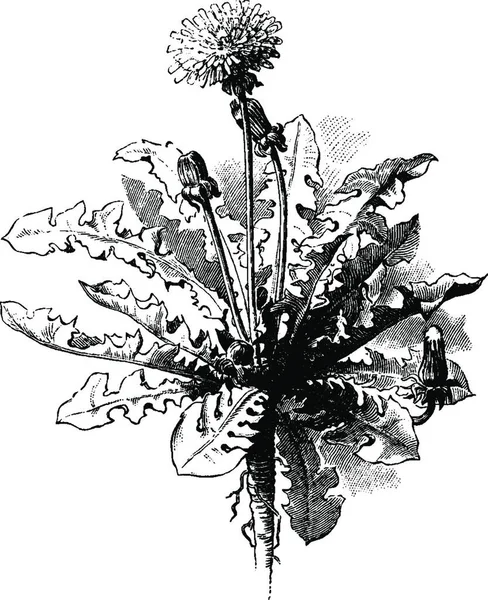 Dandelion Engraved Simple Vector Illustration — Stock Vector