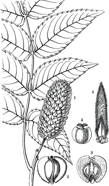 Platycarya Engraved Simple Vector Illustration — Stock Vector