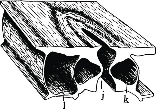 Stoma Schwarz Weiß Vektor Illustration — Stockvektor
