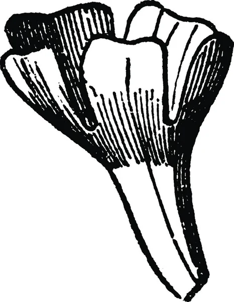 Infundibuliformis Черно Белая Винтажная Векторная Иллюстрация — стоковый вектор
