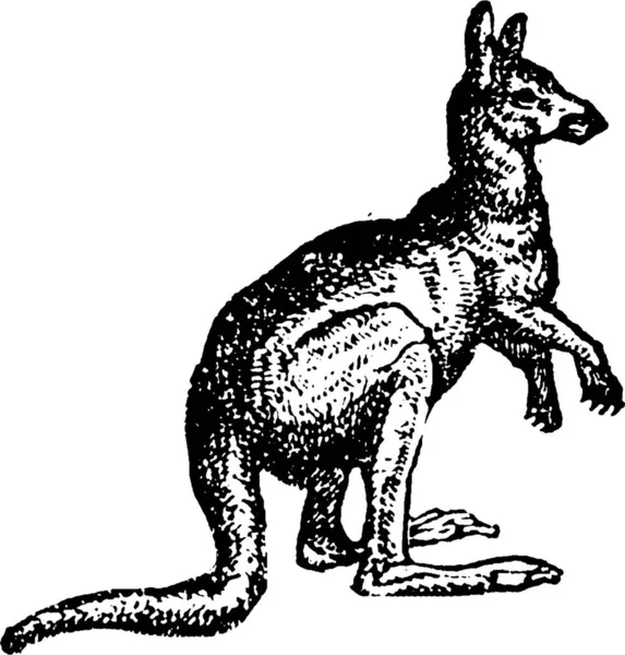 Kangaroo Czarno Białe Vintage Wektor Ilustracja — Wektor stockowy