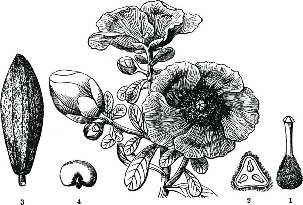 Illustration Vectorielle Vintage Kielmeyera Noir Blanc — Image vectorielle