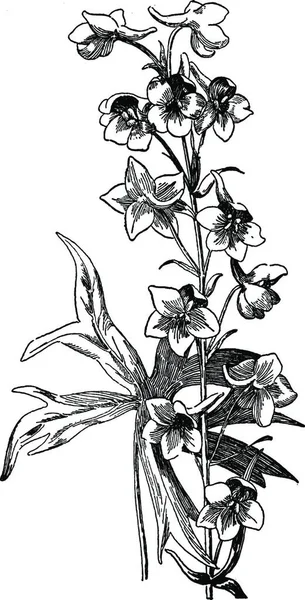 Черно Белый Винтажный Векторный Рисунок Ларкспура — стоковый вектор