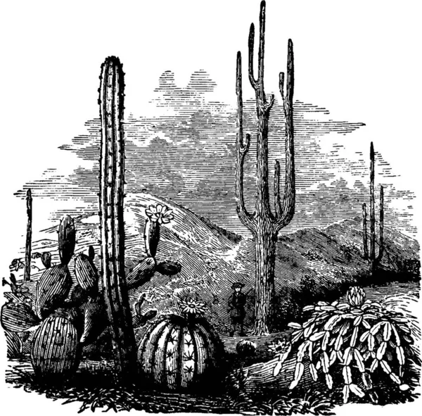 Cacti Preto Branco Vintage Vetor Ilustração — Vetor de Stock