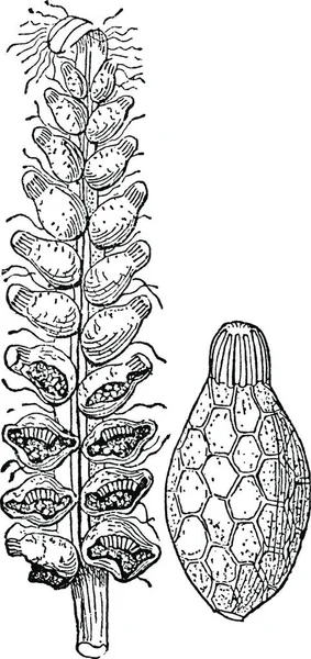 Schizaea黒と白のヴィンテージベクトルイラスト — ストックベクタ