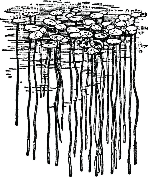 Ilustrasi Vektor Duckweed Hitam Dan Putih - Stok Vektor
