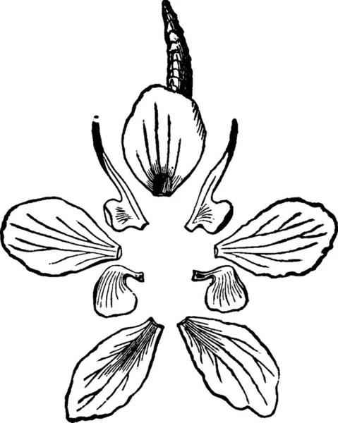 Illustration Vectorielle Vintage Larkspur Noir Blanc — Image vectorielle