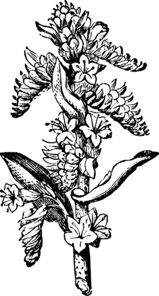 Borage Boraginaceae Shrub Flowers Leaves Vintage Illustration — Wektor stockowy