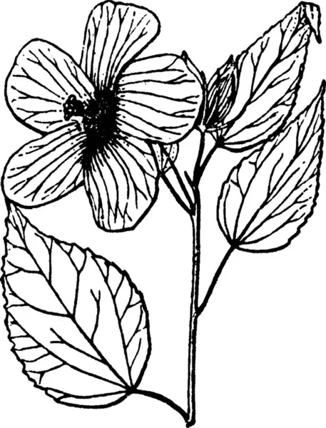 Hibiscus Black White Vintage Vector Illustration — Stock Vector