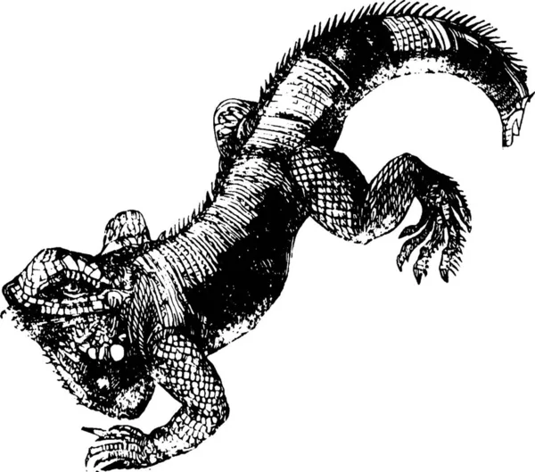 Iguana Černá Bílá Vinobraní Vektorové Ilustrace — Stockový vektor