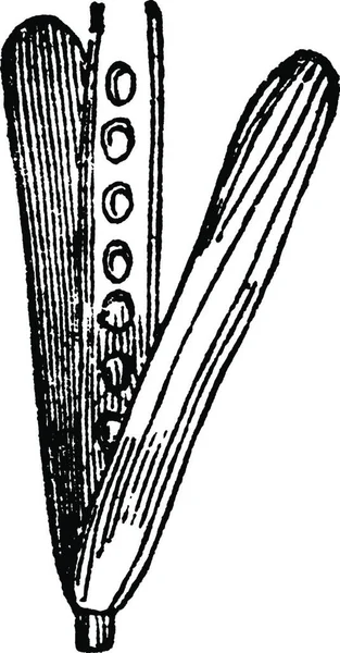 Illustrazione Vettoriale Vintage Bianco Nero — Vettoriale Stock