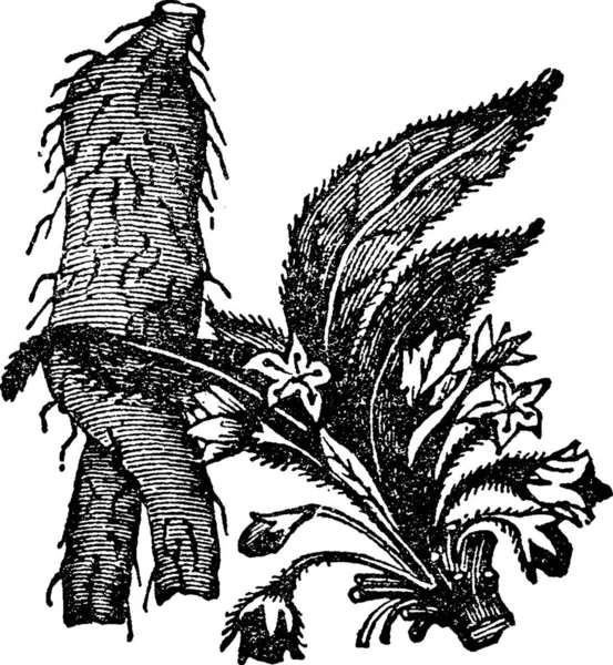 Mandrake Black White Vintage Vector Illustration — Stock Vector