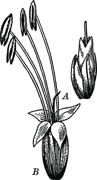 Plantain Flowers Vintage Illustration — Stockový vektor