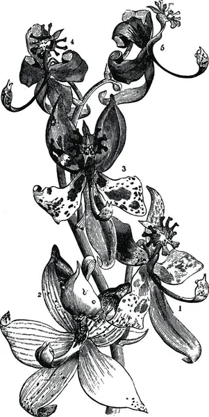 Κύκνος Orchid Vintage Εικόνα — Διανυσματικό Αρχείο