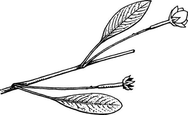 Черно Белая Винтажная Векторная Иллюстрация Jussiaea — стоковый вектор