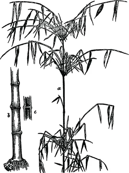 Bambu Färgad Vektor Illustration — Stock vektor