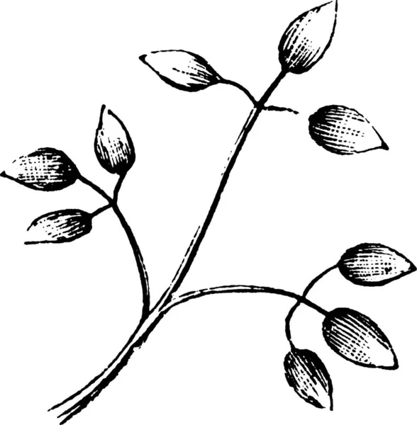 Leaf Black White Vintage Vector Illustration — Stock Vector