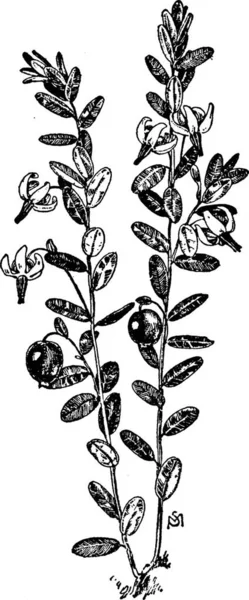 Cranberry Black White Vintage Vector Illustration — Stock Vector