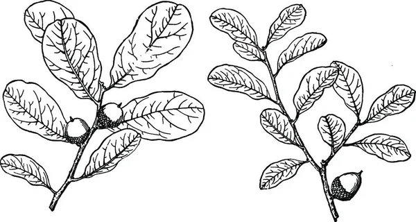 Branch Myrtle Oak Vintage Illustration — Image vectorielle