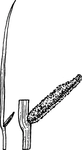 Acorus Schwarz Weiß Vektor Illustration — Stockvektor