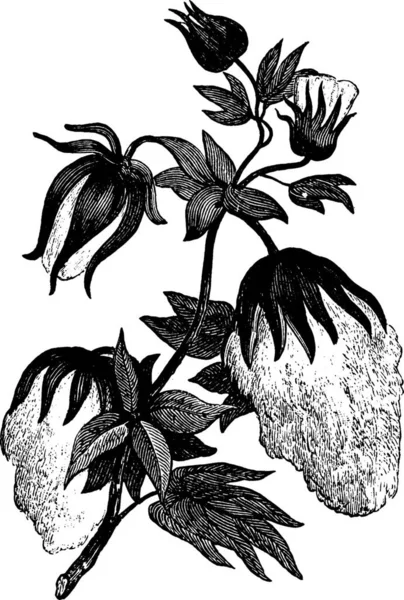 Бавовняні Чорно Білі Вінтажні Векторні Ілюстрації — стоковий вектор
