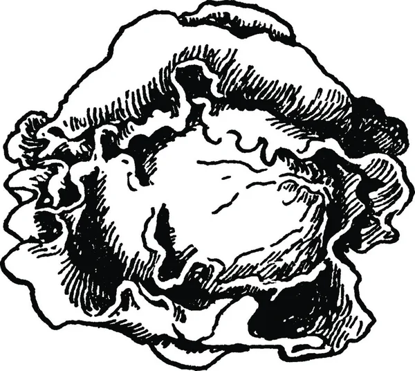 Cabbage Black White Vintage Vector Illustration — Stock Vector