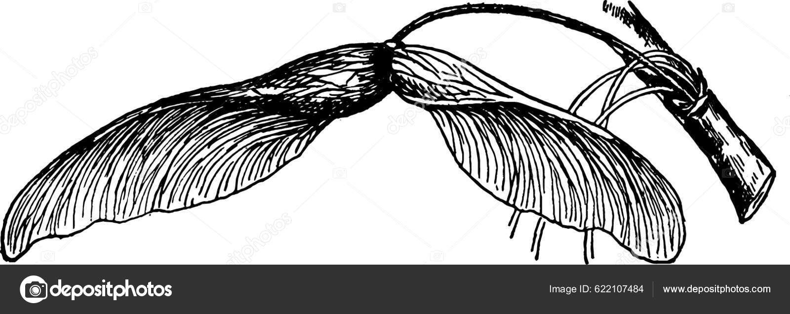 Silver Maple Seed Vintage Illustration Stock Vector by ©YAY_Images