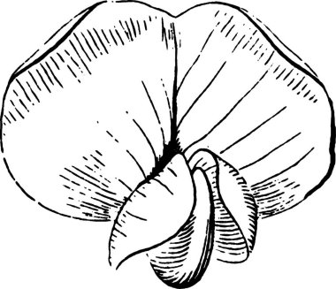 Çekirge, oymalı basit vektör çizimi