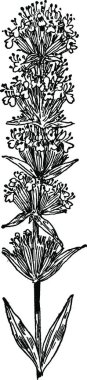 Hyssop siyah ve beyaz vintage vektör çizimi