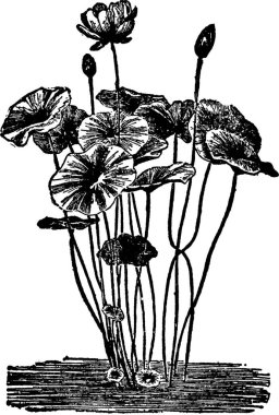 Nelumbium, oymalı basit vektör çizimi