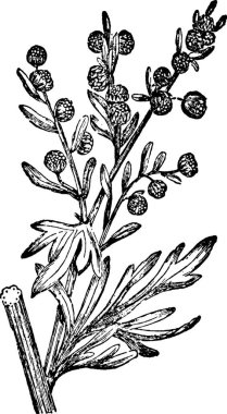 Wormwood siyah ve beyaz vintage vektör çizimi