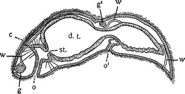 Stenostoma siyah beyaz vintage vektör çizimi