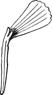 Silene siyah ve beyaz vintage vektör çizimi