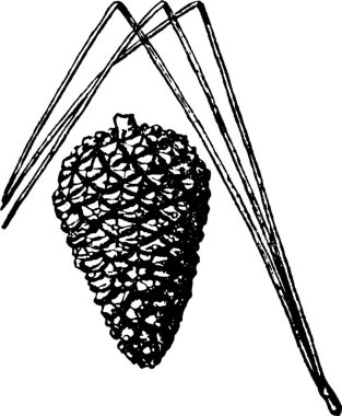 Koni, oymalı basit vektör illüstrasyonu